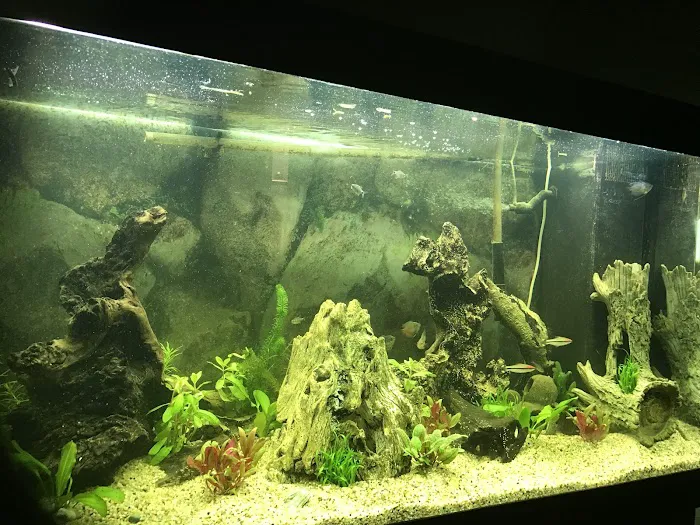 Boston Aquatics & Pets Picture 7