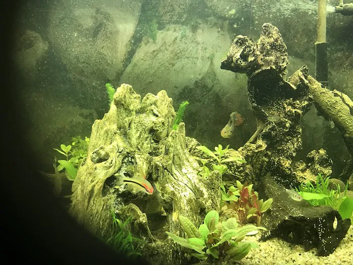 Boston Aquatics & Pets Picture 9