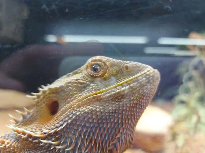 Planted Terraria Exotics Picture 6