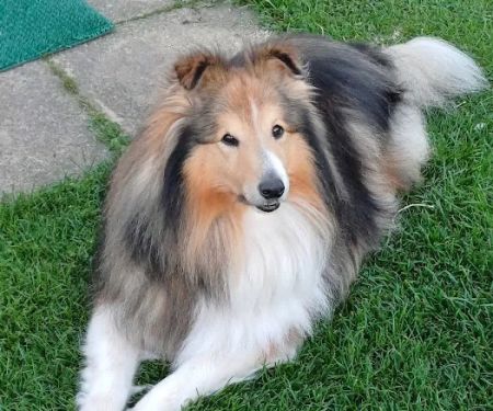 Jeremy Bodian Surgical Service