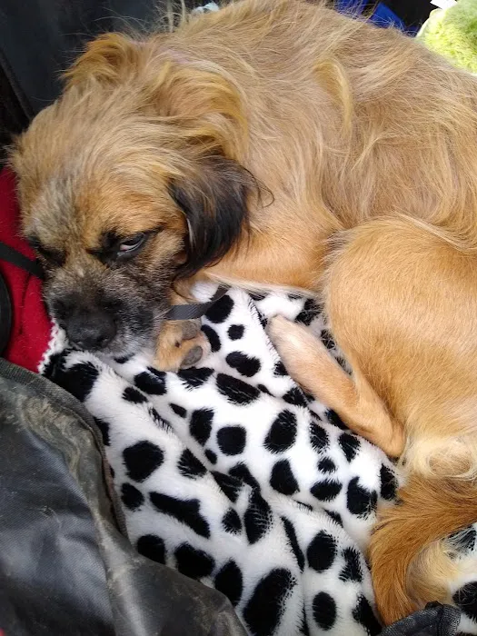 Rase Veterinary Centre Picture 3