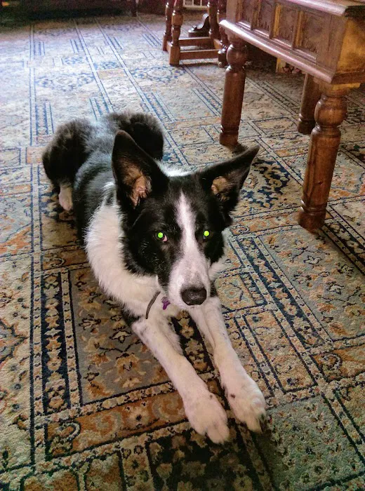 Rase Veterinary Centre Picture 8