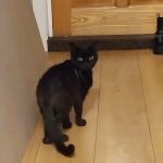 Blue cross cattery
