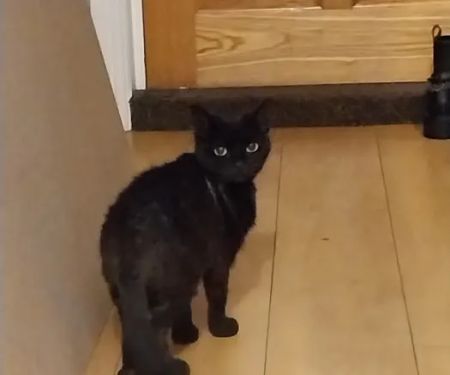 Blue cross cattery