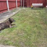 Blue Cross animal hospital, Grimsby