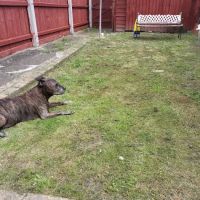 Blue Cross animal hospital, Grimsby ico