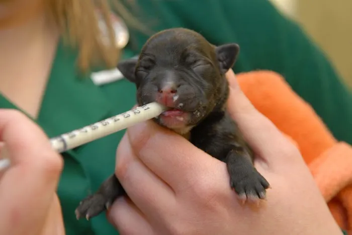 Blue Cross animal hospital, Grimsby Picture 2