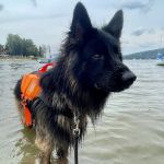 Vets for Pets - Grimsby