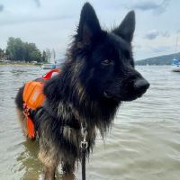 Vets for Pets - Grimsby ico