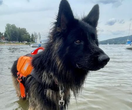 Vets for Pets - Grimsby