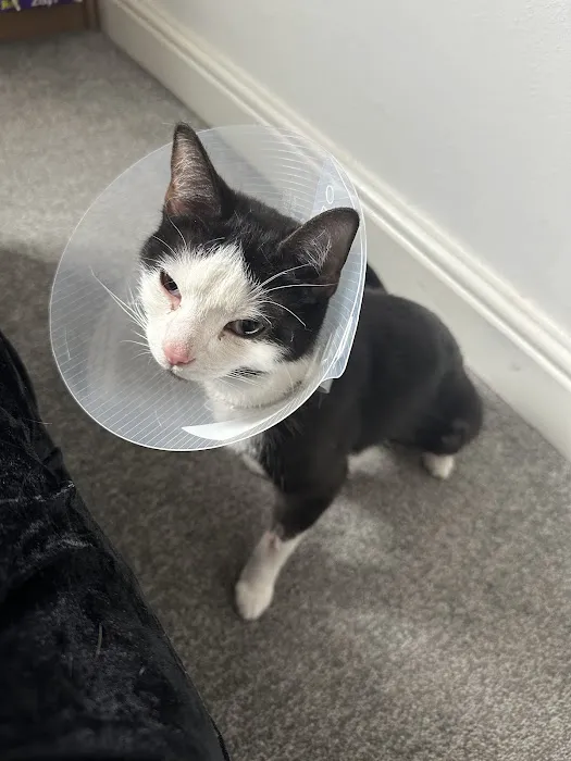 Vets for Pets - Grimsby Picture 9