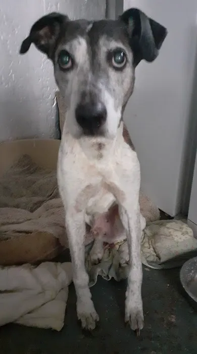 Vets for Pets - Grimsby Picture 6