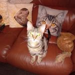 Sage Veterinary Group