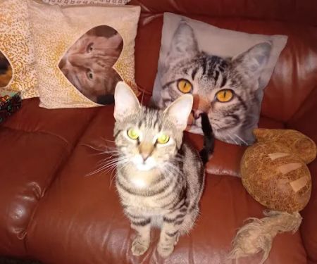 Sage Veterinary Group