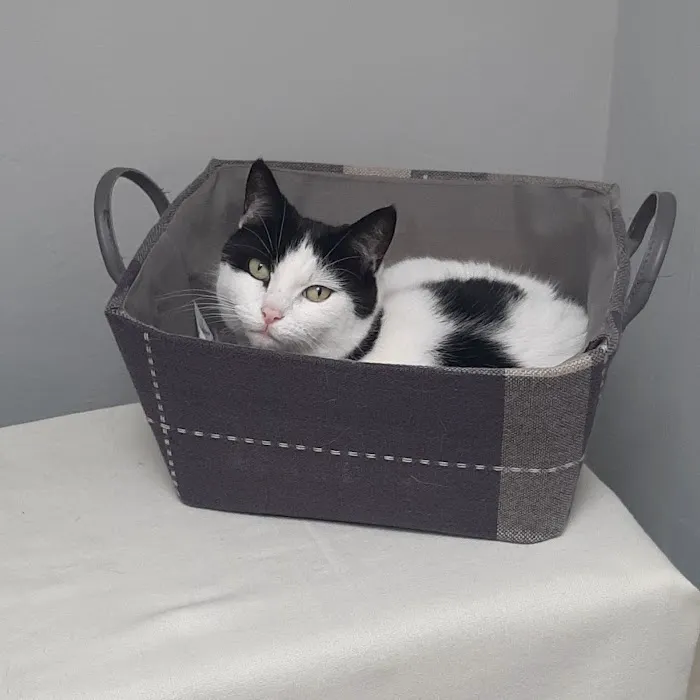 purr-inn bradford Picture 1