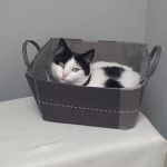 purr-inn bradford