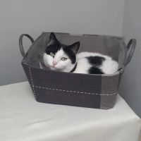 purr-inn bradford ico