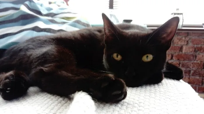 purr-inn bradford Picture 7