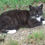 Bradford PDSA Pet Hospital