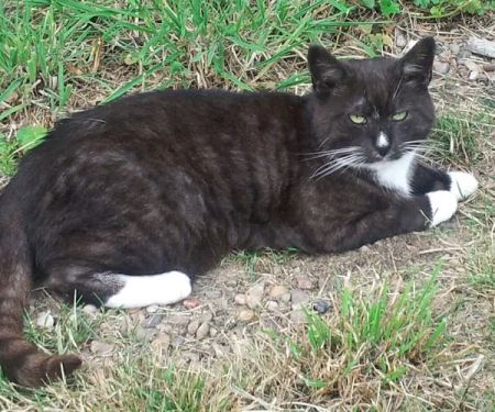 Bradford PDSA Pet Hospital