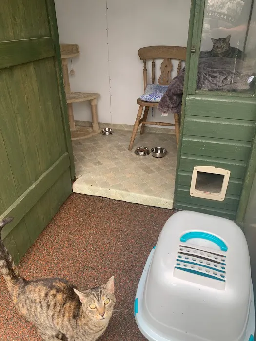 Andilees Boarding Cattery Picture 4