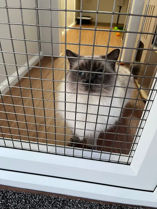 Acer Lodge Cattery Picture 4