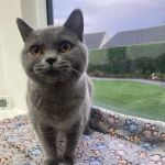 Acer Lodge Cattery