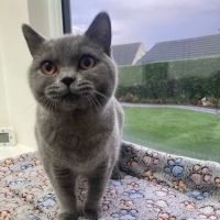 Acer Lodge Cattery ico