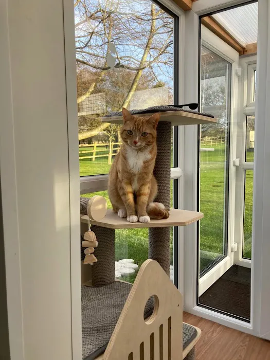 Acer Lodge Cattery Picture 6