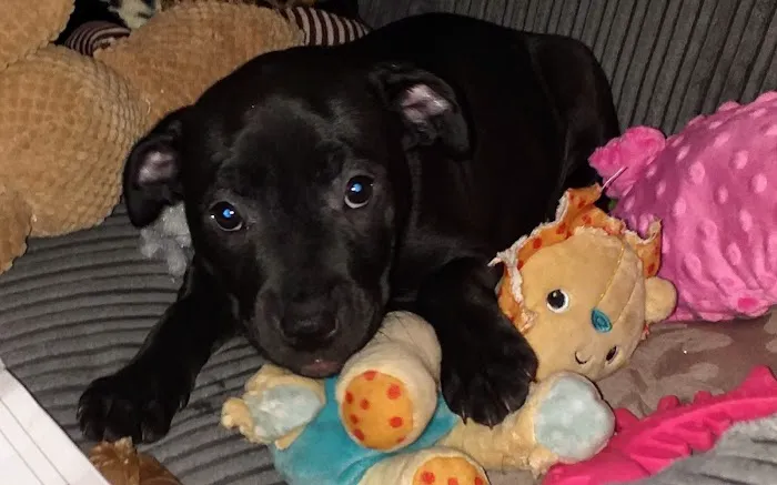 Vets4Pets - Brighouse Picture 2
