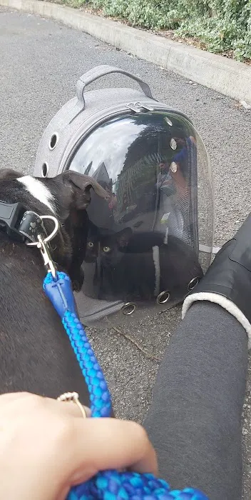 Vets4Pets - Brighouse Picture 1