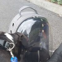 Vets4Pets - Brighouse ico