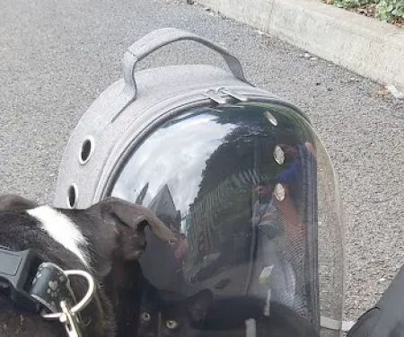 Vets4Pets - Brighouse