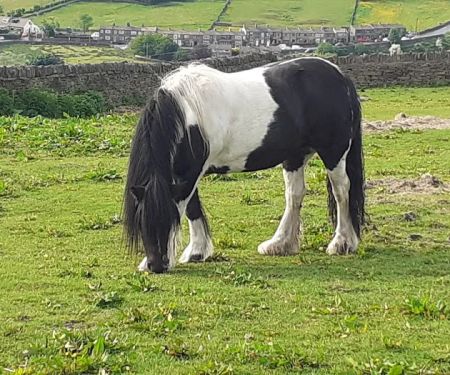 Hird and Partners - Shelf