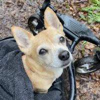 My Caring Vet Veterinary Clinic and Mobile Service ico