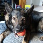 Brighouse Veterinary Centre Ltd