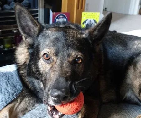 Brighouse Veterinary Centre Ltd