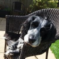 Mutts-Nutts Pet Shop & Groomers ico