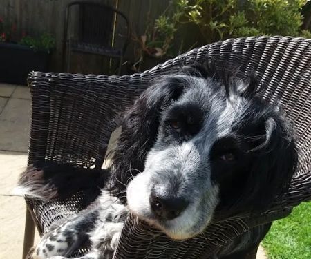 Mutts-Nutts Pet Shop & Groomers