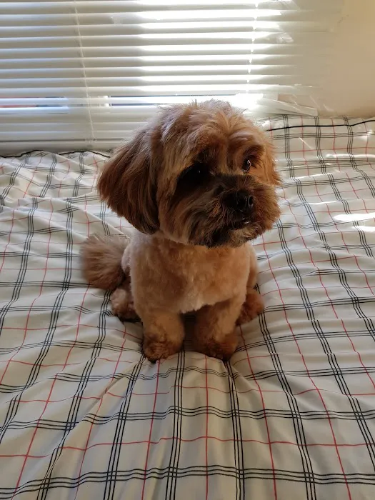 Mutts-Nutts Pet Shop & Groomers Picture 5