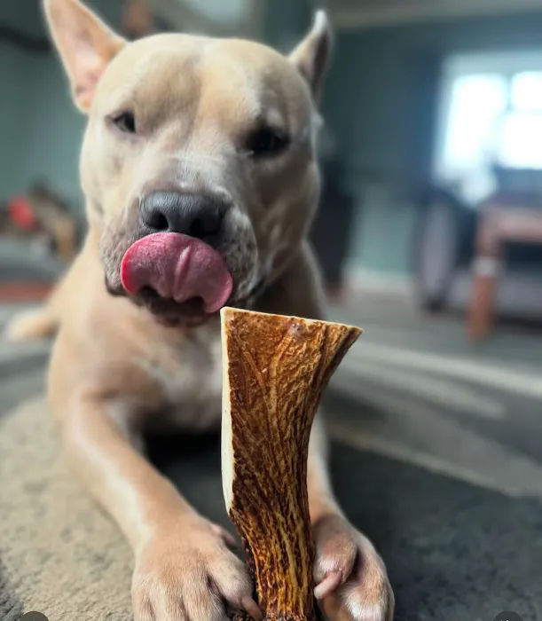 Floppy Ear Ltd Picture 3