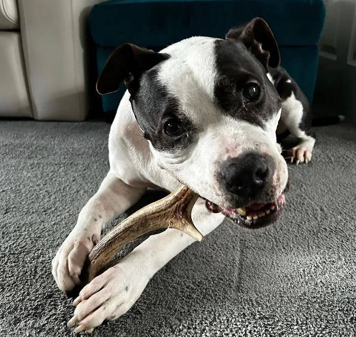 Floppy Ear Ltd Picture 9