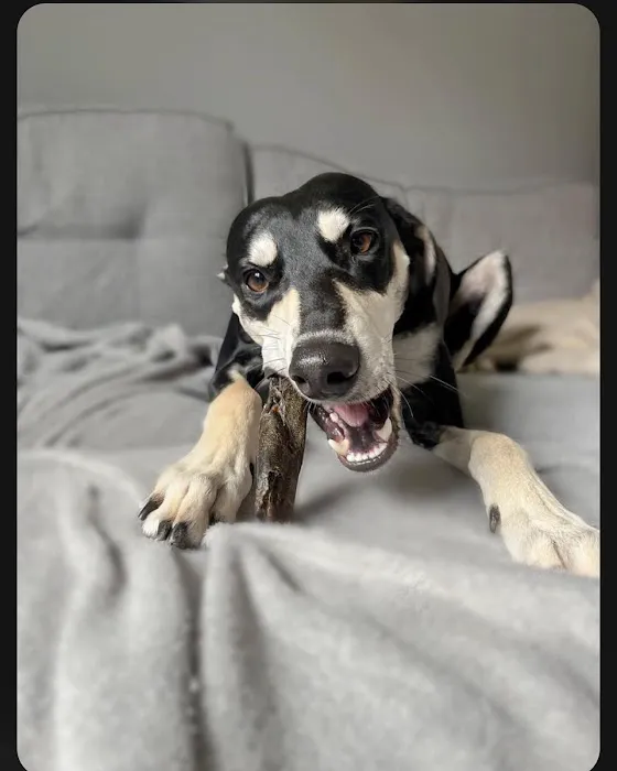 Floppy Ear Ltd Picture 4