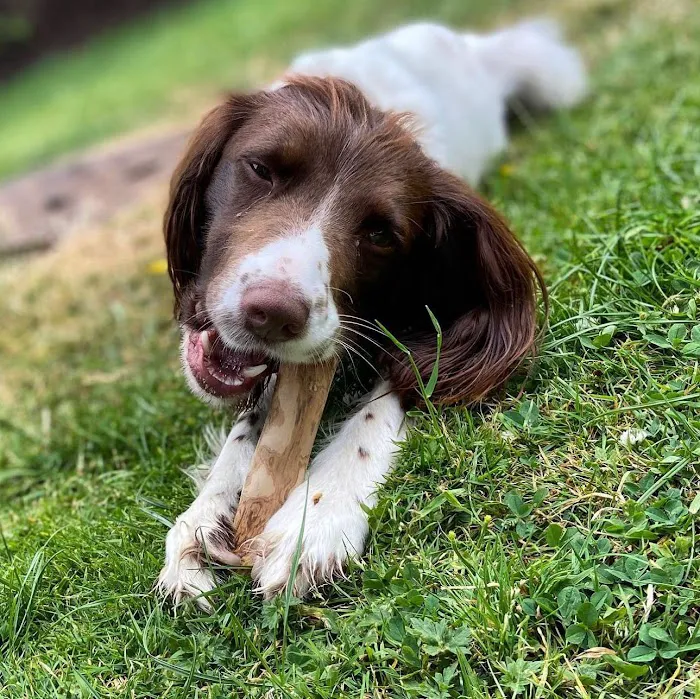 Floppy Ear Ltd Picture 5