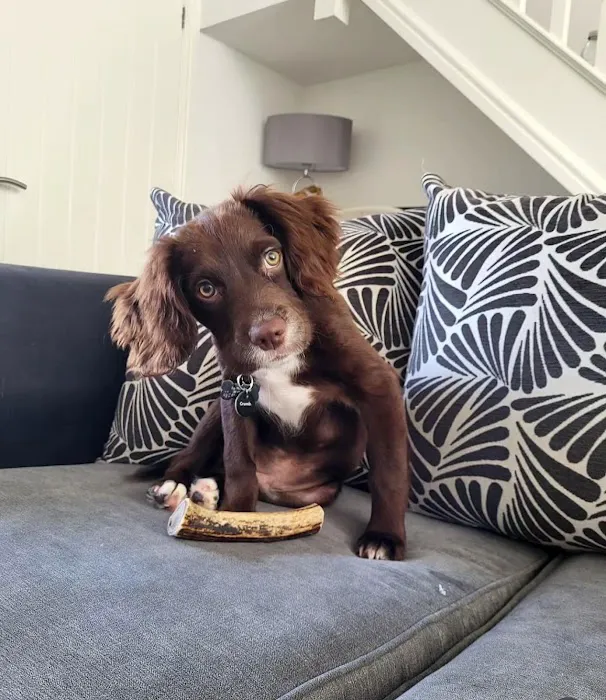 Floppy Ear Ltd Picture 10