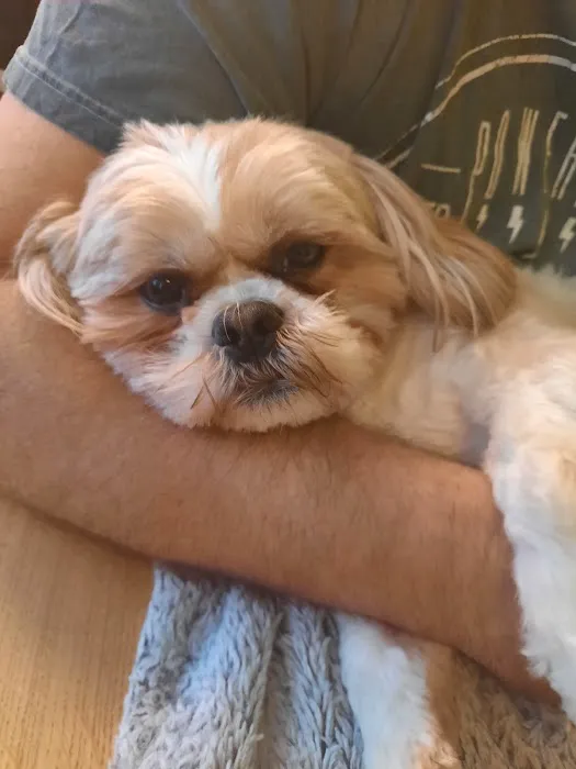 Shannon Lodge Veterinary Surgery - Sutton-in-Ashfield Picture 8