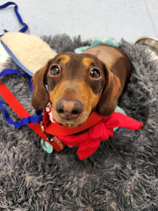 Pawsome Vets Picture 8