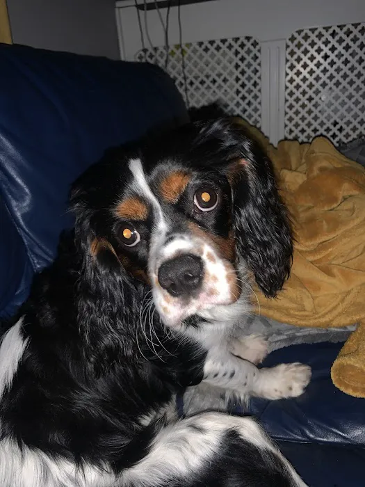 Pawsome Vets Picture 1