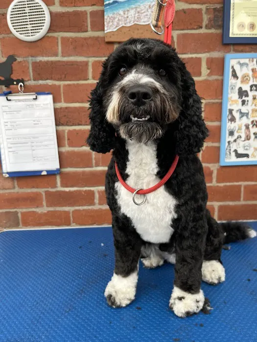 Pawsome Vets Picture 9