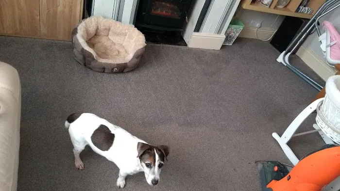 Vets for Pets - Sutton in Ashfield Picture 6